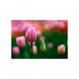 Laowa 105mm f/2 STF Lens Sony FE