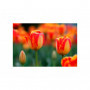 Laowa 105mm f/2 STF Lens Sony FE