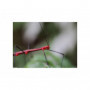 Canon RF 100mm f/2.8L MACRO IS