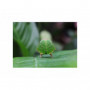 Canon RF 100mm f/2.8L MACRO IS