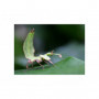 Canon RF 100mm f/2.8L MACRO IS