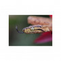 Canon RF 100mm f/2.8L MACRO IS