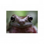 Canon RF 100mm f/2.8L MACRO IS