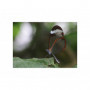 Canon RF 100mm f/2.8L MACRO IS